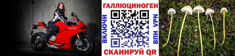 Псилоцибиновые грибы Psilocybe  Катайск 